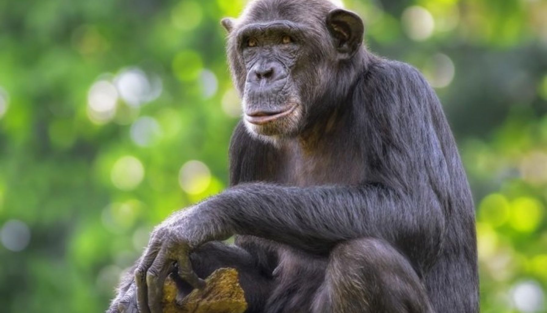 chimpanzee_sitting_rwanda_1_1.jpg
