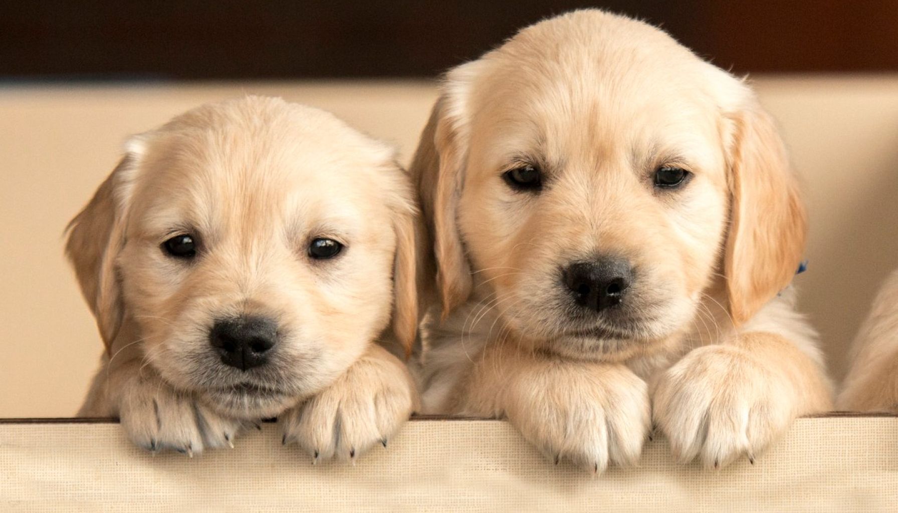 cutest-dog-breeds.jpg