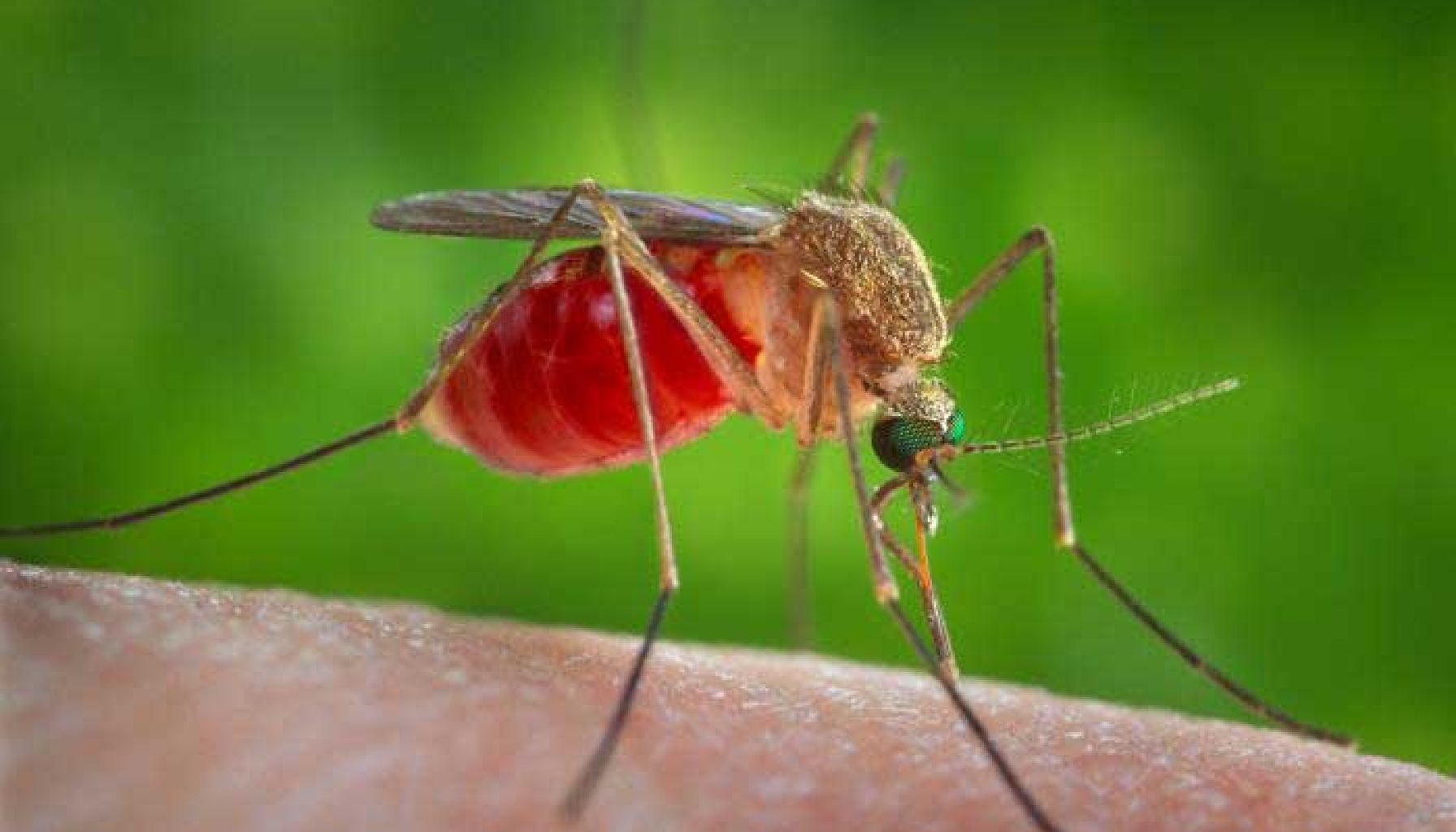 ασθένειες-από-κουνούπια.jpg